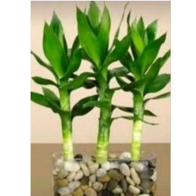 BAMBU KEBERUNTUNGAN BAMBU  HOKI JUMBO LANGKA