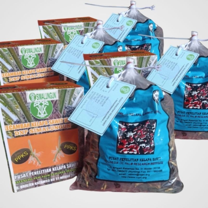 bibit kelapa sawit simalungun