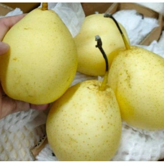 

Pear Yalie ±900gr