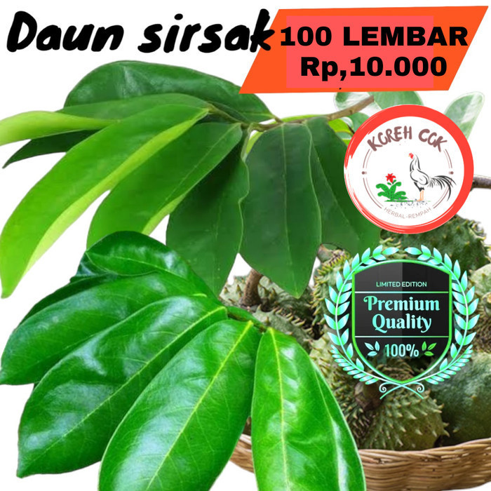 

100lembar Daun Sirsak Segar Organik Alami Aman Dikonsumsi Tua Muda