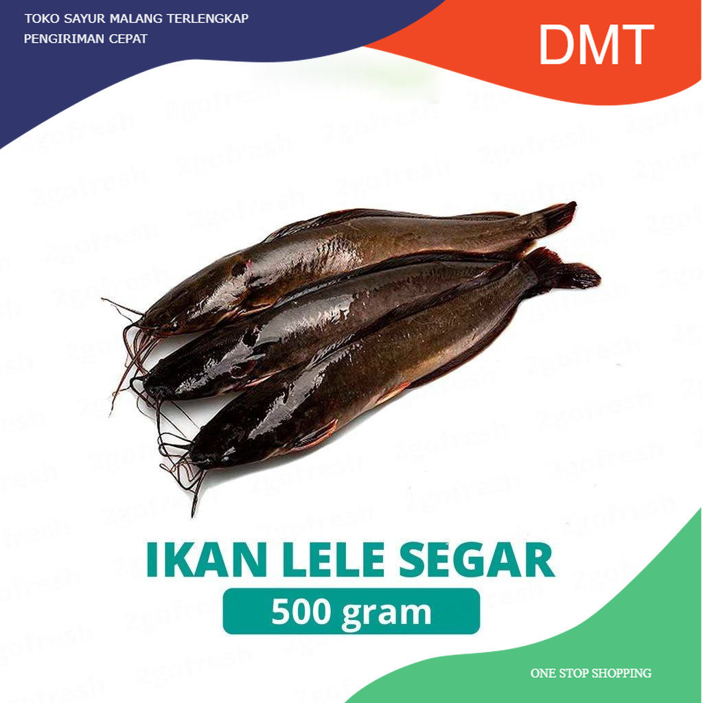

Ikan Lele Segar / Fresh - Sayur Sayuran