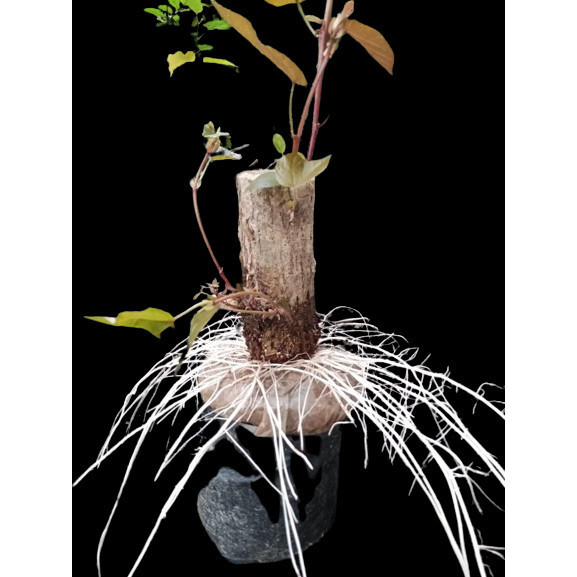 tanaman hias batang besar tua berkarakter bonsai waru varigata stek akar keliling siap program