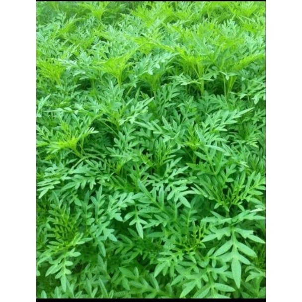 Kenikir Sayur Cantik segar