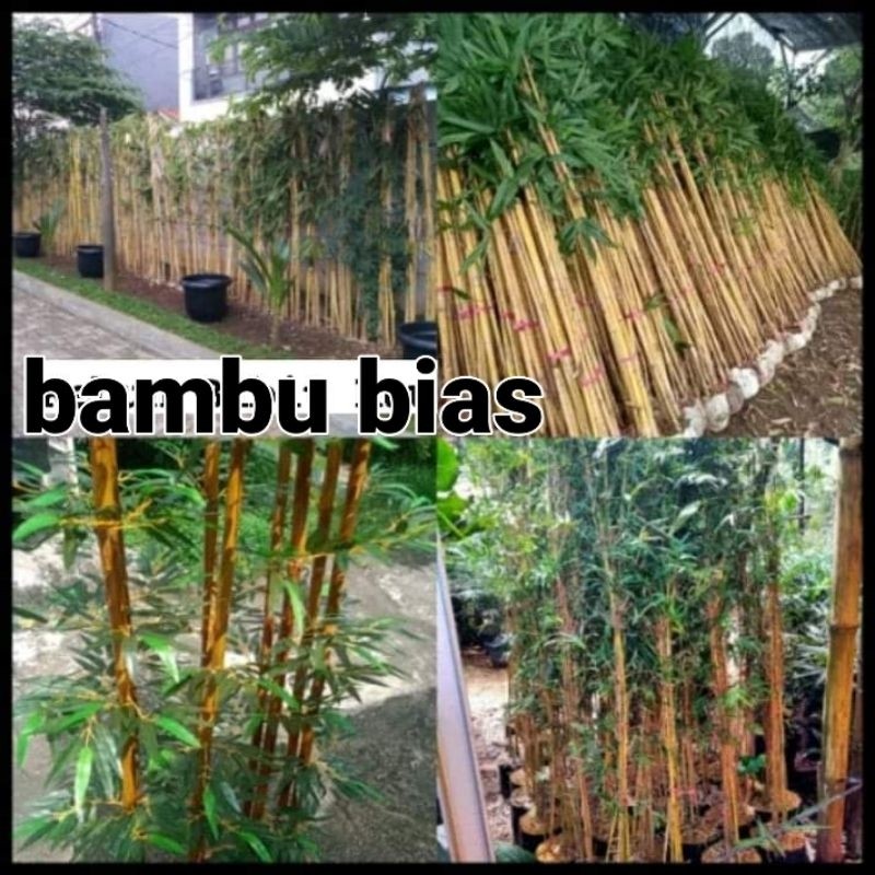 Tanaman bambu kuning  hiasan bambu kuning