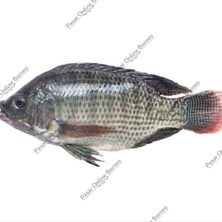 

KN__ Ikan Segar Nila Fresh 500 Gram