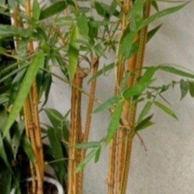 bibit bambu kuning setek bambu kuning panjang 1meter