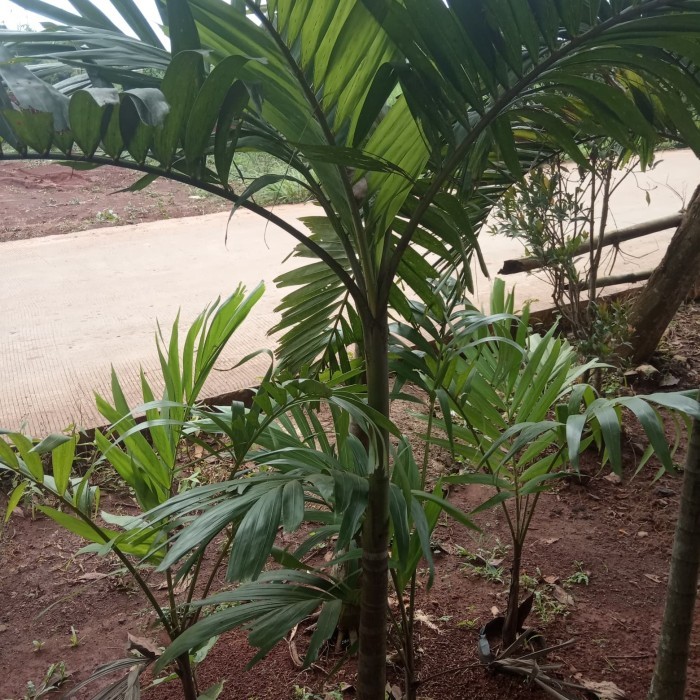 Tanaman Hias/Pohon palem putri