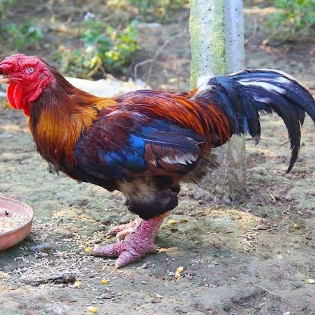

Telur ayam dong tao / telur ayam hias / telur fertil siap cod