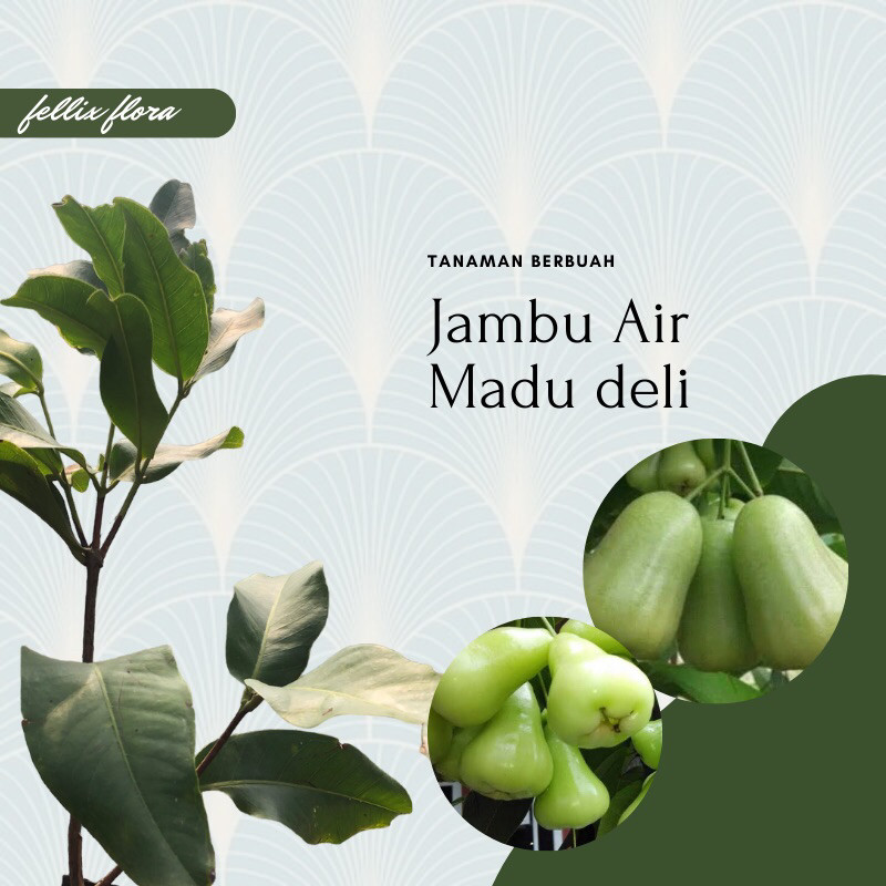 Bibit Tanaman Buah Jambu Air Madu Deli Hijau Super Jumbo
