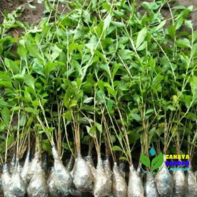 vernonia / Lee kwan yew panjang 40-50 cm, per polibag isi 3 batang, lee kwan yew panjang