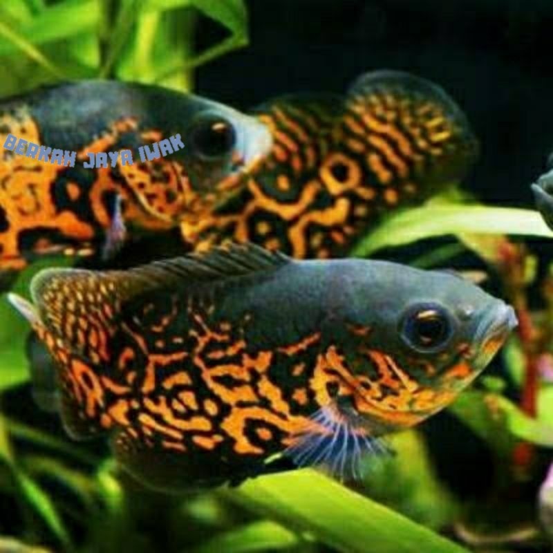 Dekorasi akuarium Oscar albino & batik Size 2,5 jari