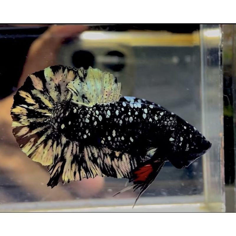 Ikan cupang Hias Avatar Cooper Top Grade
