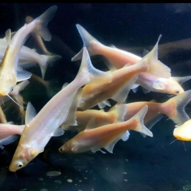 bibit ikan patin albino ukuran 7 sd 8cm (10ekor)