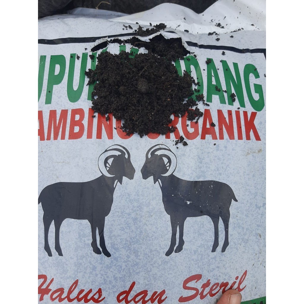 PUPUK KANDANG Fermentasi Kering  Pupuk Kandang Kambing Kohe Domba Srintil Murni Butiran