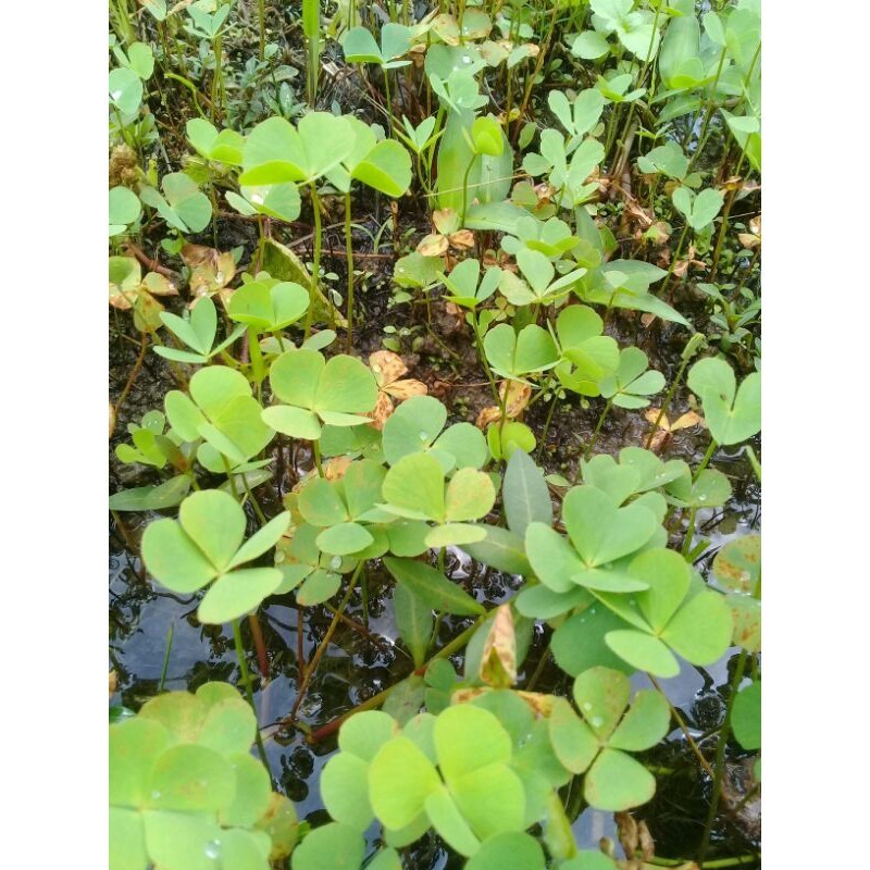 

Promo Daun semanggi segar 500gram baru di petik