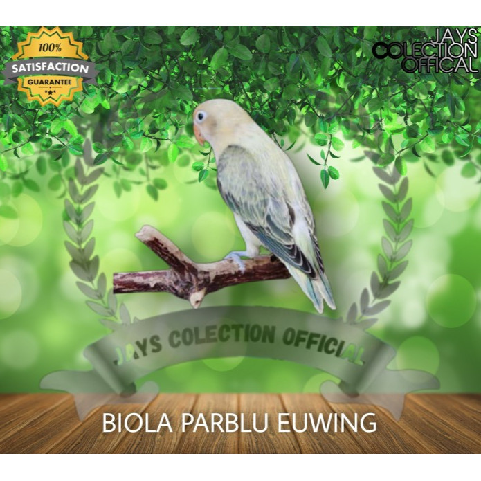 BURUNG LOVEBIRD BIOLA PARBLU EUWING