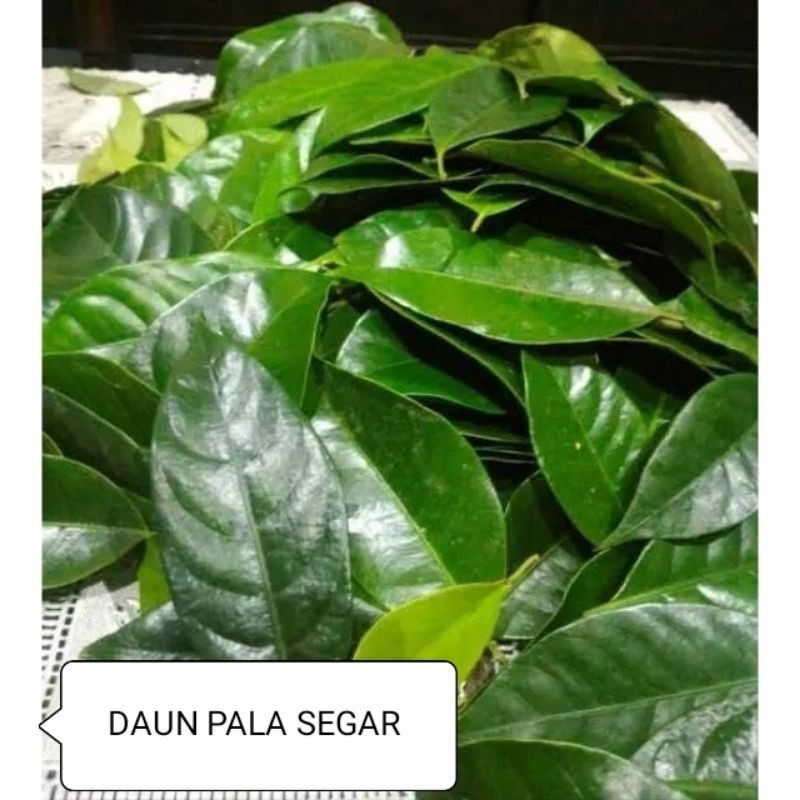 

50 Lembar Daun Pala / Daun Pala Segar / Daun Pala di petik Langsung ready.