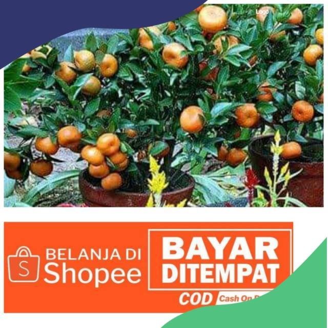 Bibit jeruk Santang madu manis