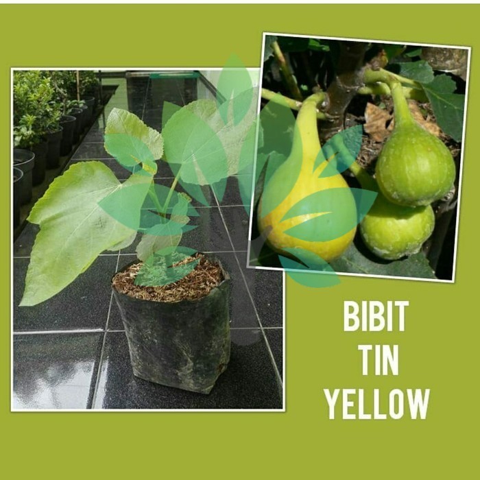 Bibit Tanaman Buah Tin Yellow-Bibit Buah Tin Kuning-Bibit Tin Super