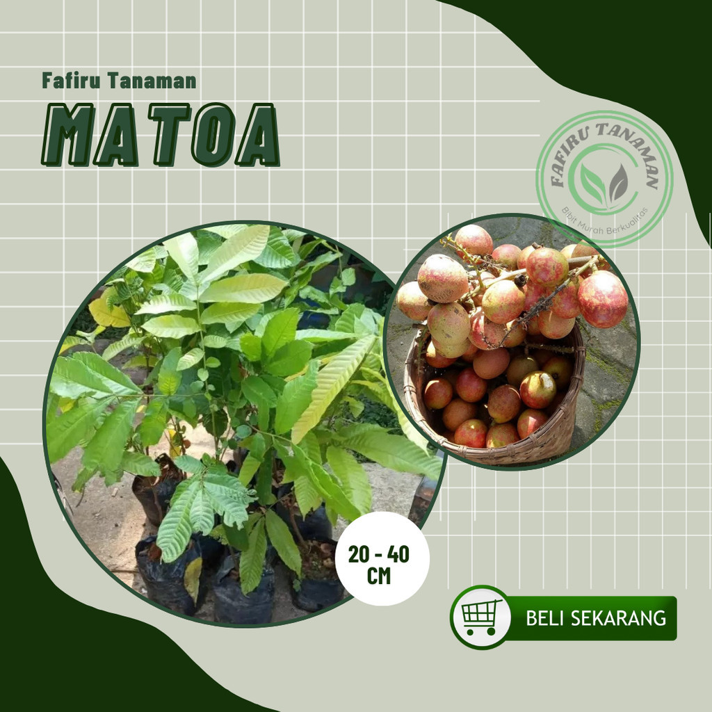 bibit buah matoa super
