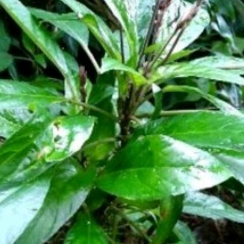 

Daun Reundeu 500Gram Lalapan Khas Sunda Jawabarat Lalap Rende Termural terlaris