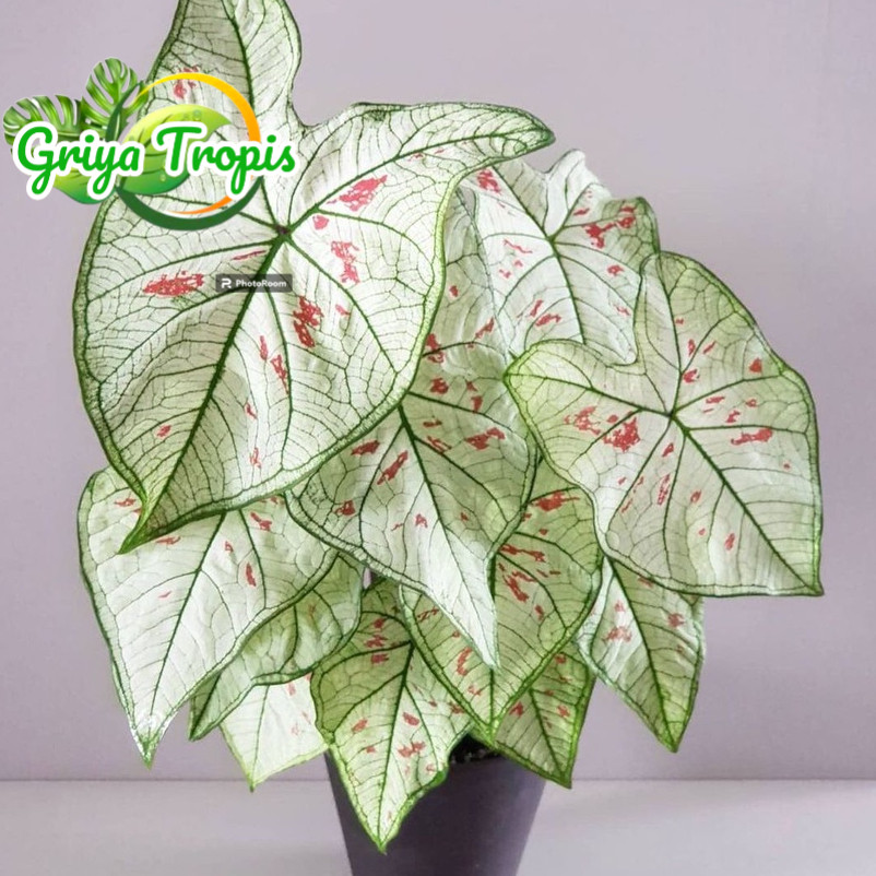 Bunga Hias Wonderland Caladium / Keladi Hias Hidup / Tanaman Putih Cantik / Tanaman Outdoor