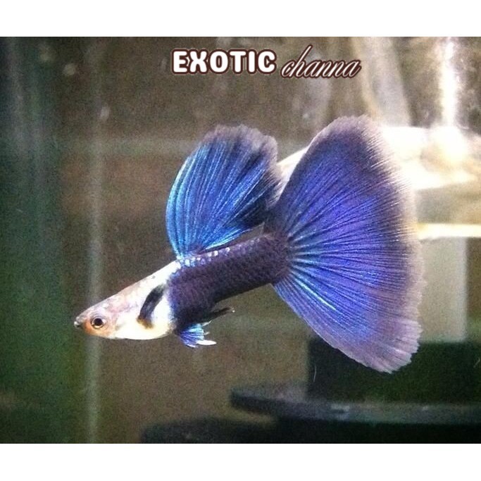 hiasan akuarium ikan hias HB BLUE guppy gupi half blue gopi aksesoris akuarium gaol