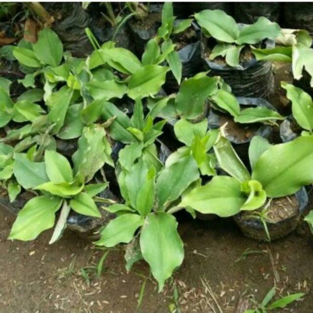 Tanaman Kencur Bibit Kencur Tanaman Herbal Kencur