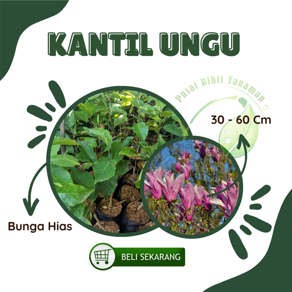 bibit bunga kantil ungu Tanaman Hias Bunga Hidup