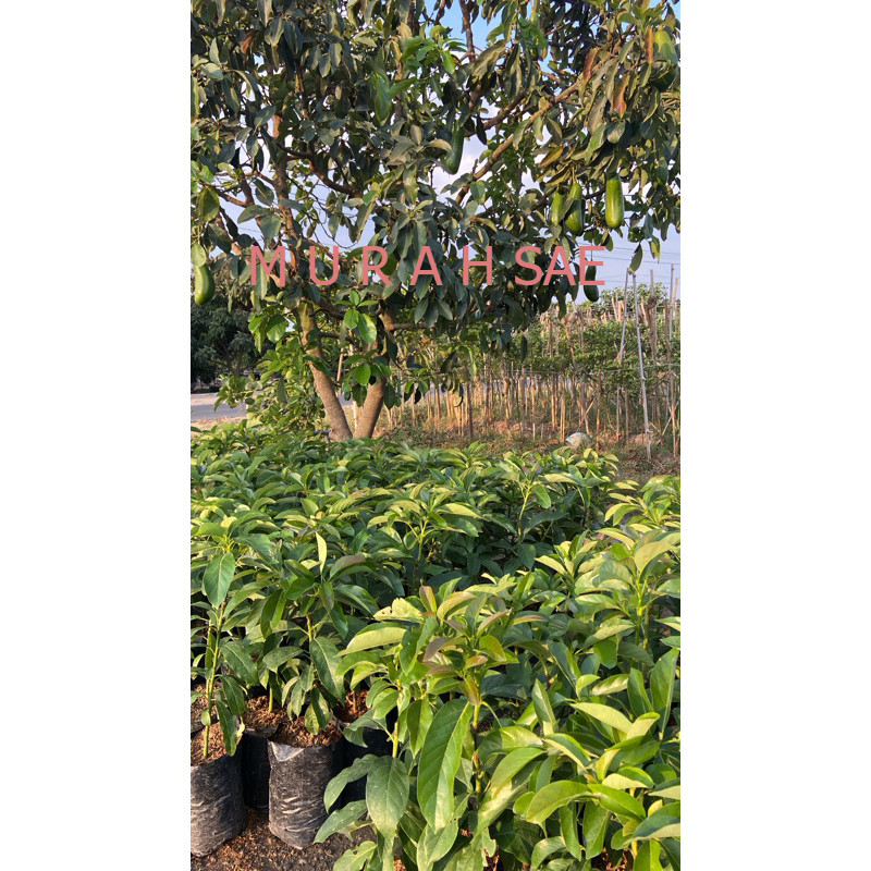 KEBUN BIBIT KEDIRI BIBIT ALPUKAT 1 meter (DESA WISATA JAMBU KEDIRI)