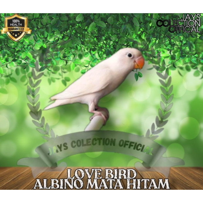 BURUNFG LOVEBIRD ALBINO MATA HITAM ALBINO LOVEBIRD LB