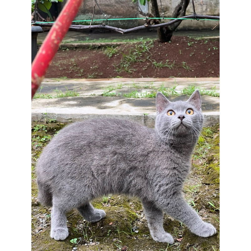 kucing british shorthair jantan