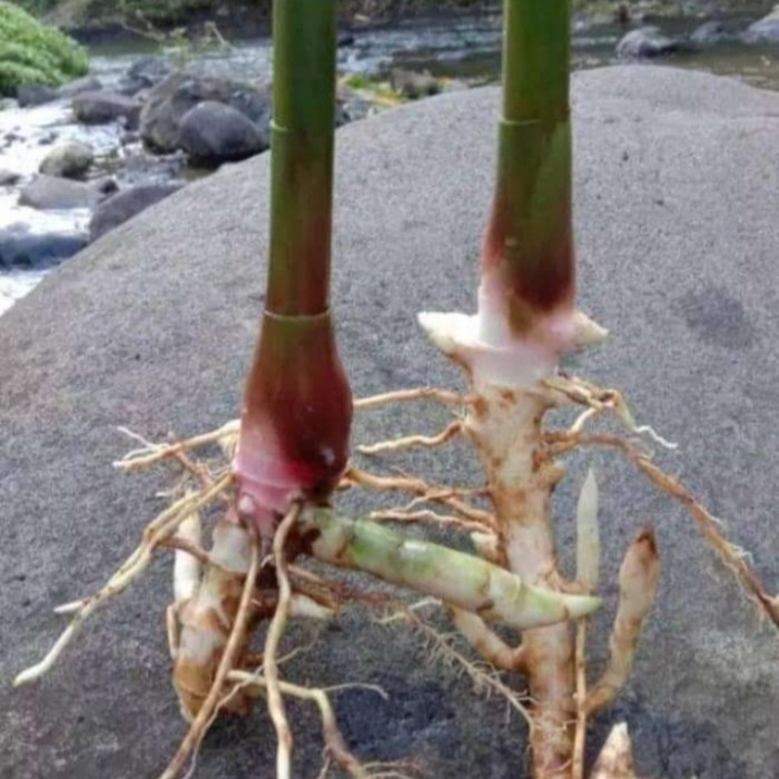 NEW Bibit kapulaga hibrida/lokal/beli 20 free 2/ ....