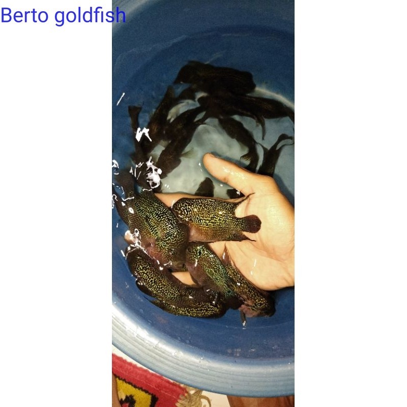 Hiyasan akuarium FAMALE LOUHAN CILNONG CENCU