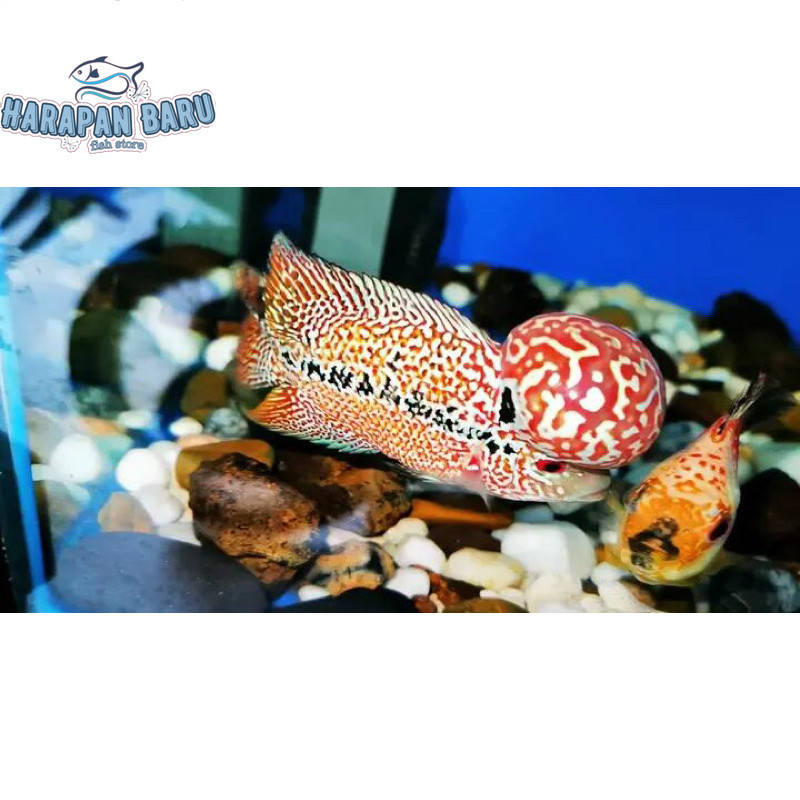 Pemanis akuarium Burayak louhan GB kamfa F2 Bisa cod