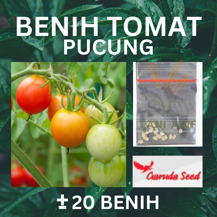 20 Butir - TOMAT Rampai Unggul PUCUNG Garuda Seed Bibit Tanaman Sayuran Original
