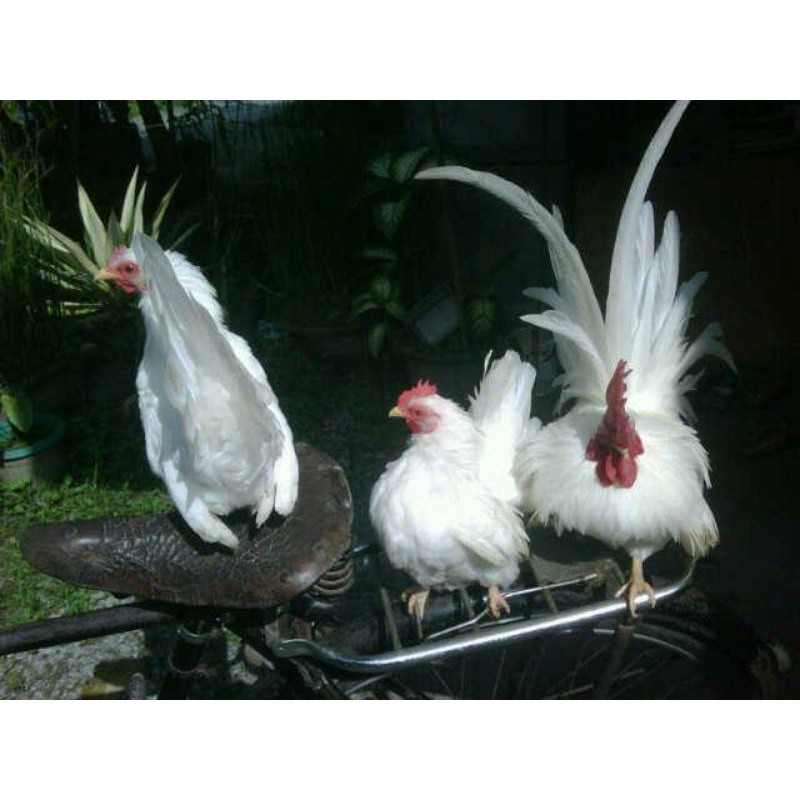 

TELUR AYAM HIAS KATE JEPANG SAMURAI UNTUK DI TETASKAN