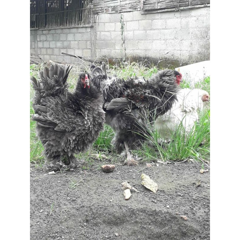 

TELUR AYAM HIAS BRAHMA BULU WALIK / AYAM BRAHMA FRIZEL UNTUK DI TETASKAN
