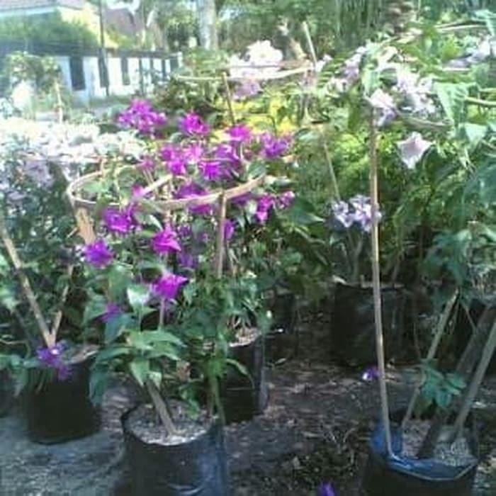 bugenfil bunga pink