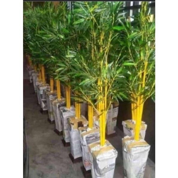 

selalu Promo BAMBU KUNING TANAMAN HIAS POPULER PENGUSIR ROH JAHAT . .
