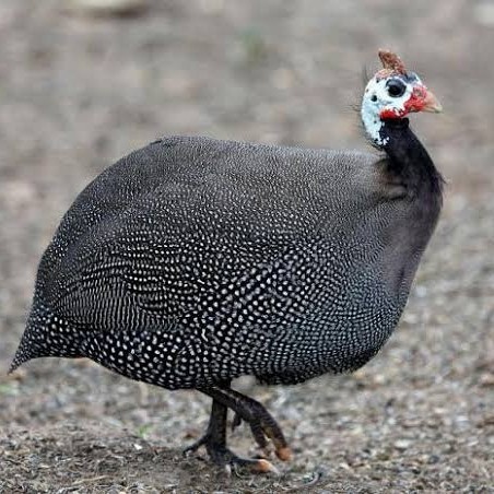 

Telur ayam mutiara / telur ayam hias / telur fertil siap kirim