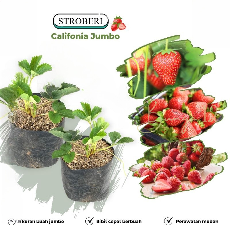 Bibit Tanaman Buah Stroberi Jumbo Stroberi California Cepat Berbuah
