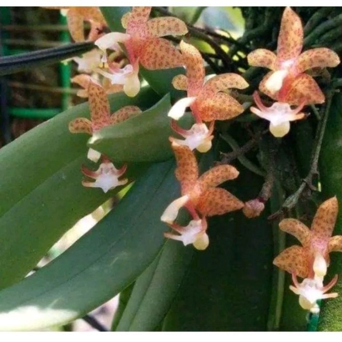 

silahkan COD paket 10 plant,anggrek grosaurdiya anggrek miniwangi ukuran dewasa Terlaris