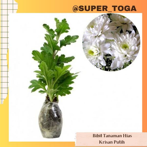 KRISAN PUTIH bibit bunga krisan putih bibit krisan putih