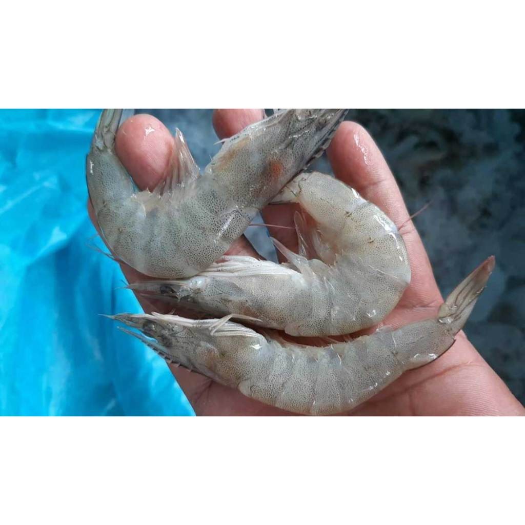 

Udang Putih Segar 250 gram