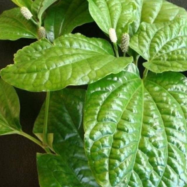 

daun karuk per 100 grm.herbal alami di petik ketika order masuk