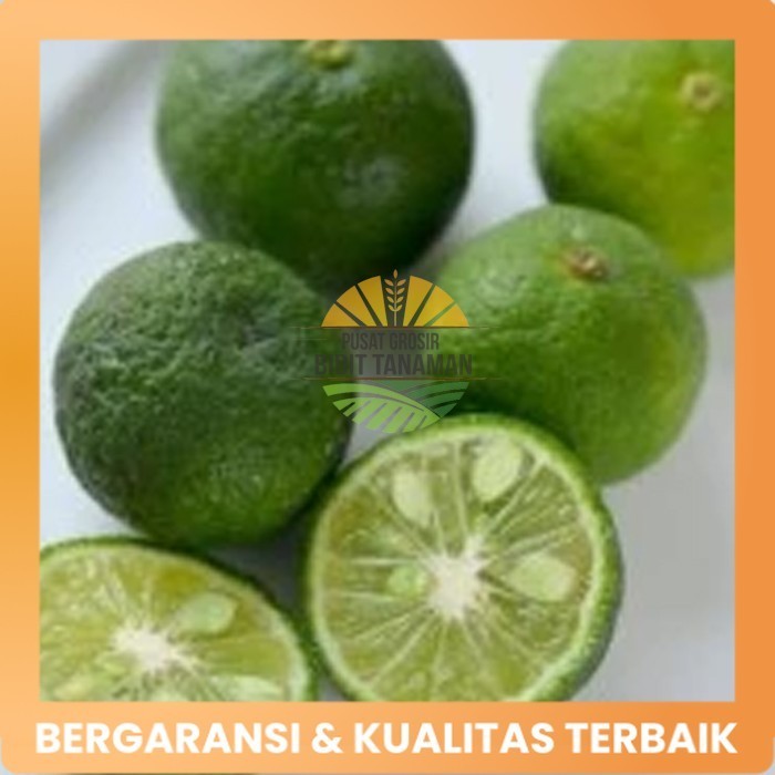 bibit jeruk limau