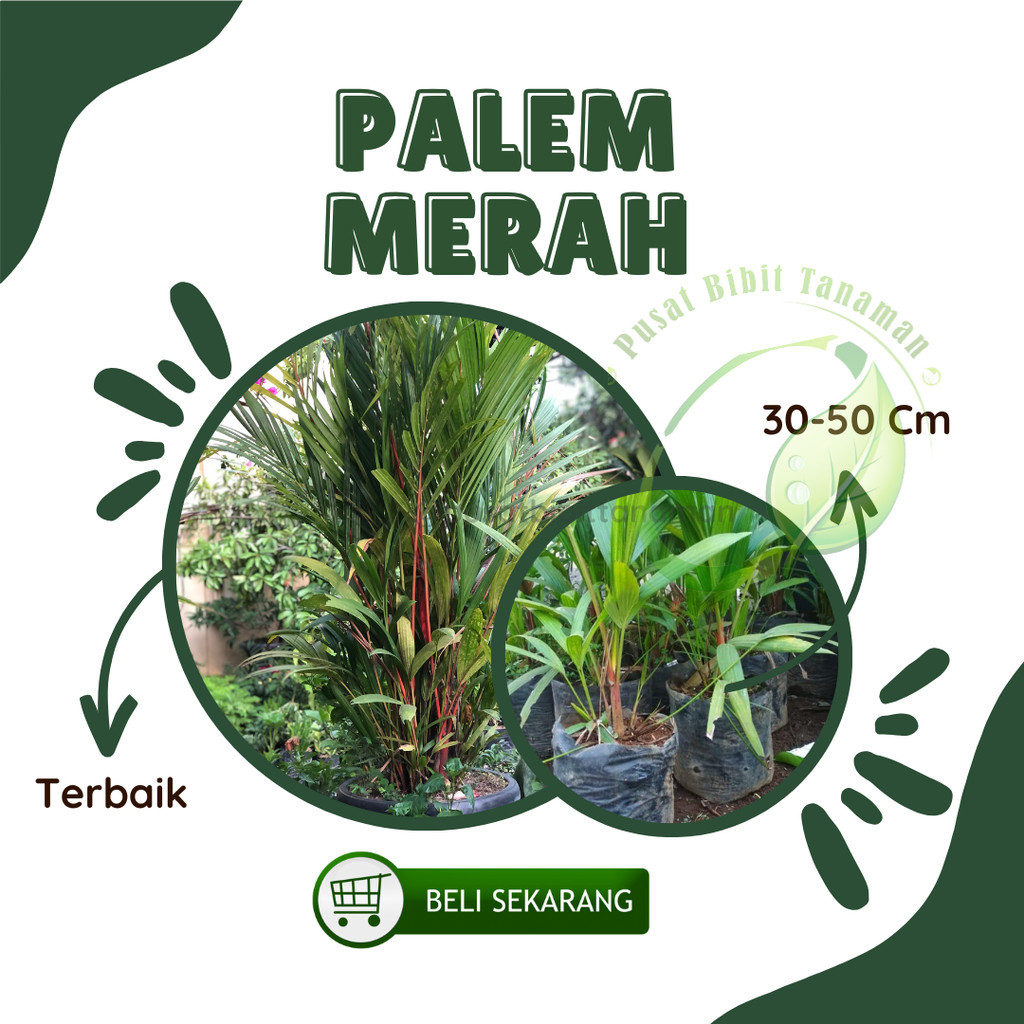 bibit pinang merah palem merah tanaman hias