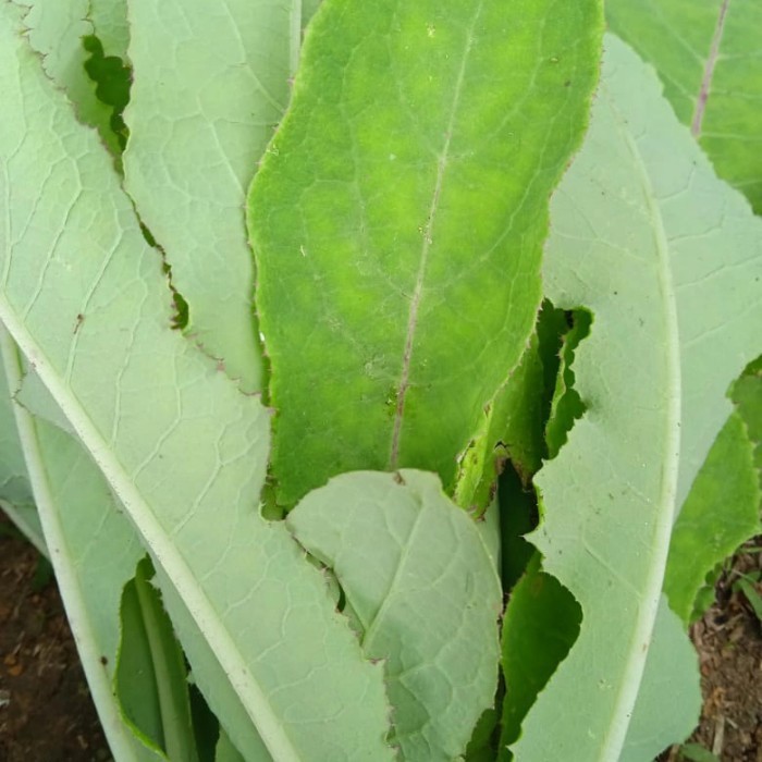 

daun Tempuyung segar 500 gram