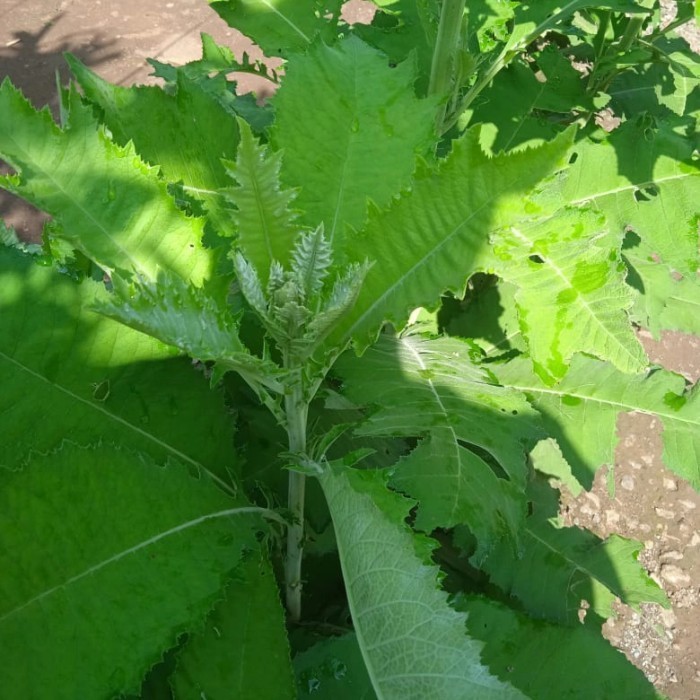 

Daun Sembung segar 500 gram